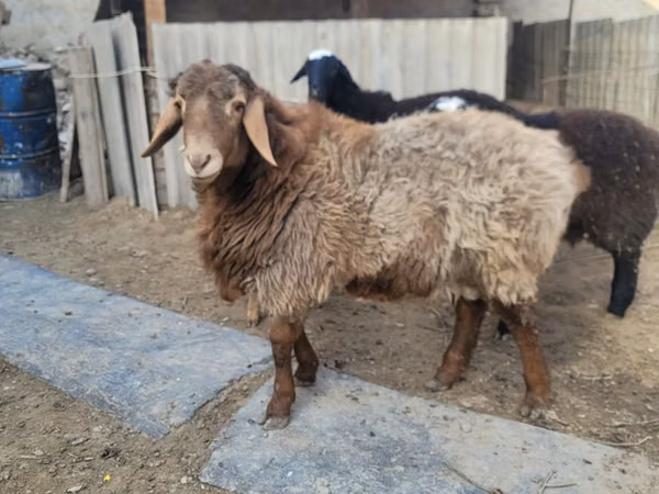 Ram, Arashan sheep — Uzbekistan