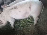 แม่สุกร, หมู — รูปภาพ 4