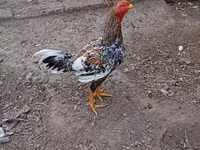 Chickens — foto 3