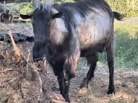 Billy Goat, Goats — photo 2