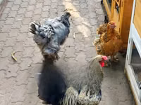 Shamo chickens — sawirka 3