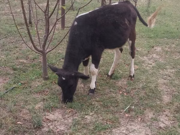 Cow, Swedish red cattle — Azerbaijan
