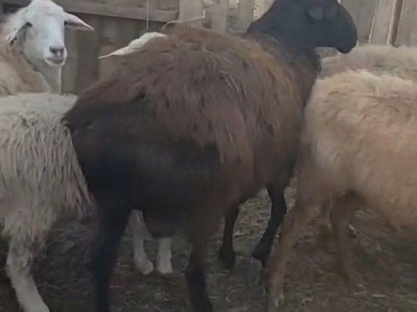 Kambing jantan, Hissar sheep — Kazakhstan