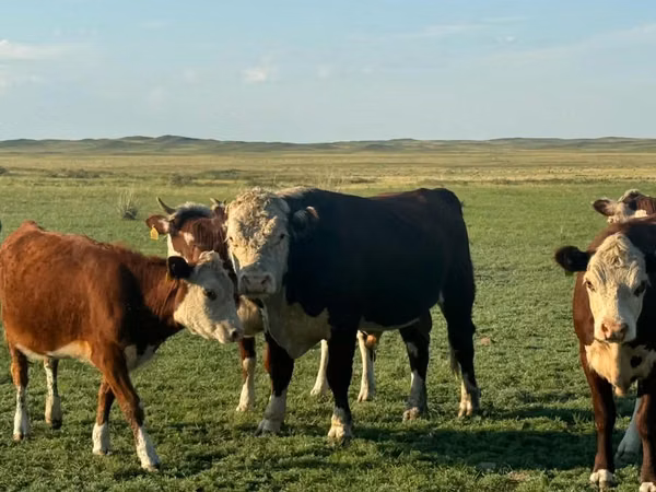 公牛, Kazakh White-headed cow — 哈萨克斯坦