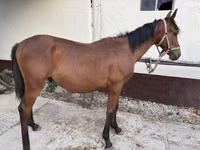 Cavallo, Kisber felver — foto 2