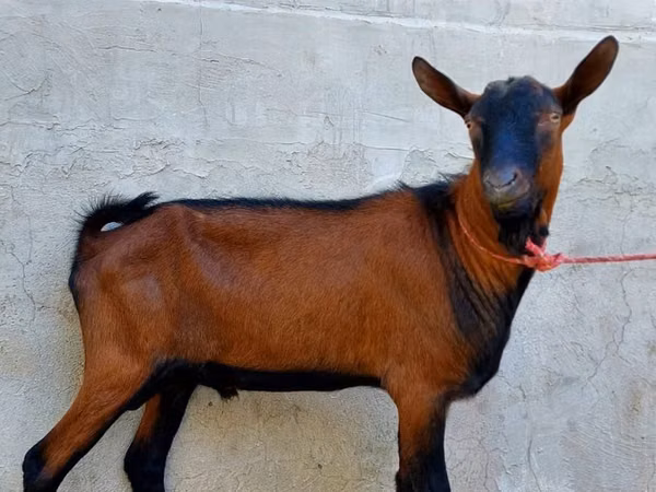 Billy Goat, Alpine goat — Kazakhstan