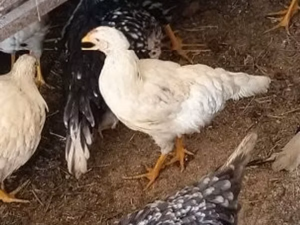 Chickens — Ungarn