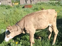 Boğa, Swiss cattle — foto 1
