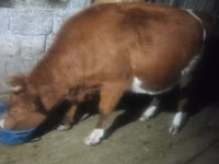 گاو ماده, Latvian Blue cattle — عکس 4