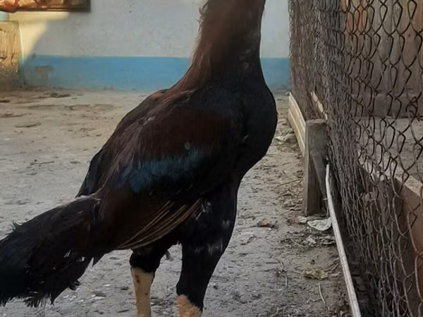 Chickens — جمهوری آذربایجان