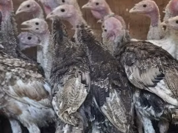 Turkeys — Ungarn