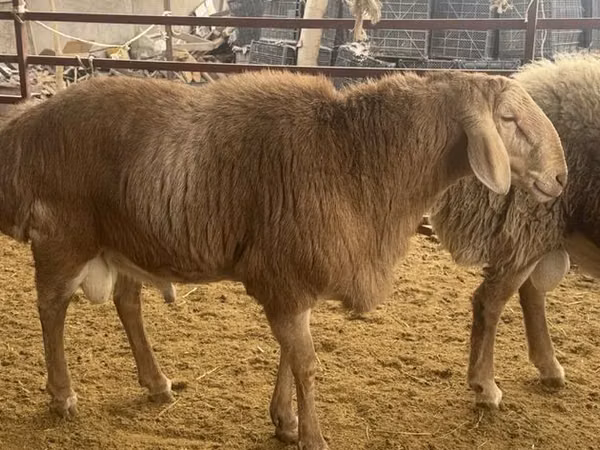 Ram, Rhon sheep — Kyrgyzstan
