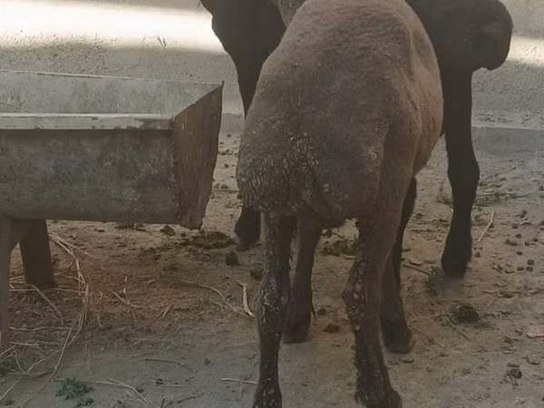 Kambing jantan, Sheep — Uzbekistan