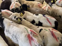 公牛, Cattle — 照片 2