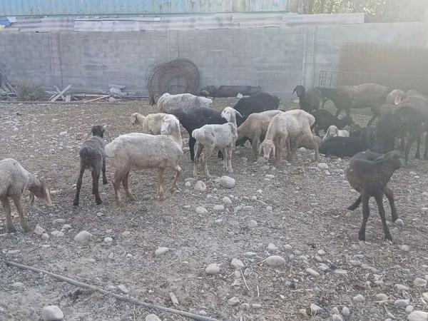 Sheep, Sheep — Kyrgyzstan