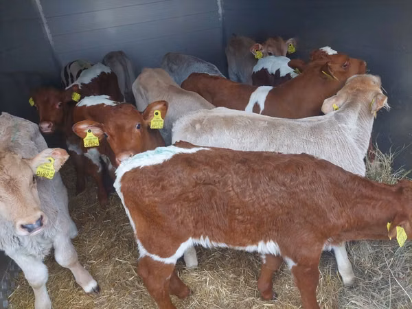 Bull, Simmental cattle — Poland