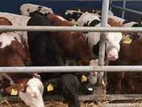 Boğa, Simmental cattle — foto 4