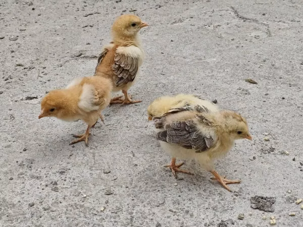 Chickens — Азербайджан