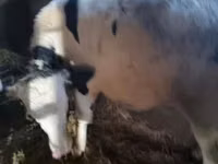 Бик, Russian Black pied cattle — снимка 5