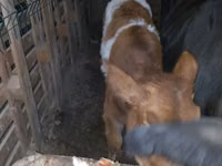 วัวตัวเมีย, Simmental cattle — รูปภาพ 4