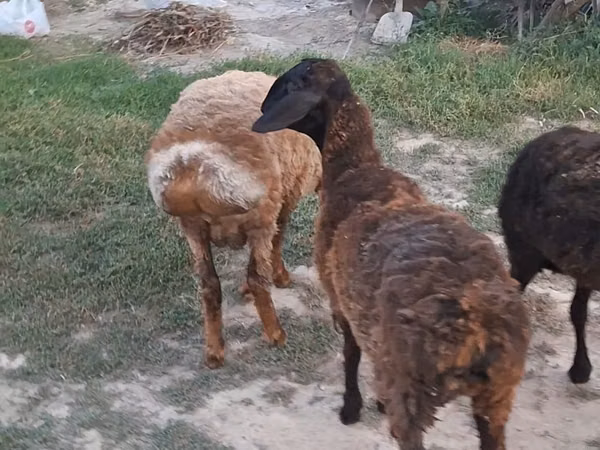 Πρόβατο, Πρόβατα