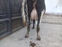 Bull, Cattle — photo 2