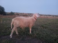 Baran, Assaf sheep — zdjęcie 4