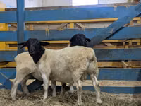 Ram, Sheep — photo 7