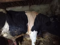 公牛, Russian Black pied cattle — 照片 3