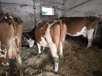Cow, Simmental cattle — photo 1