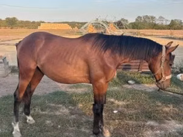 Hingst, Kisber felver