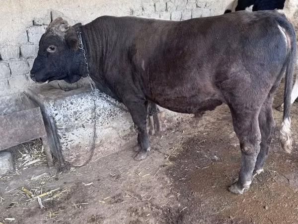 母牛, Holstein breed