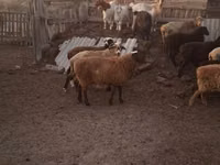 Ram, Hissar sheep — photo 4