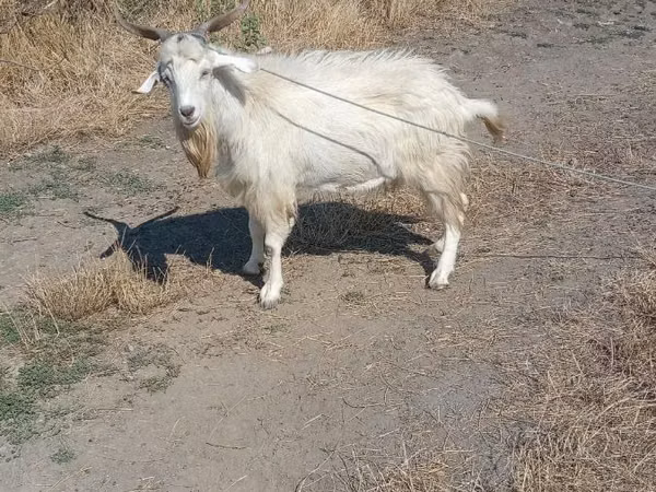 Ram, Sheep — Moldova