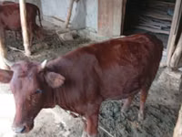பசு, மாடுகள் — புகைப்படம் 2