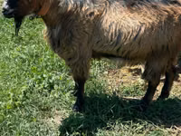 Billy Goat, Goats — photo 2