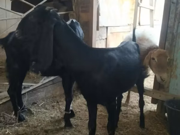 بز ماده, Nubian Goat