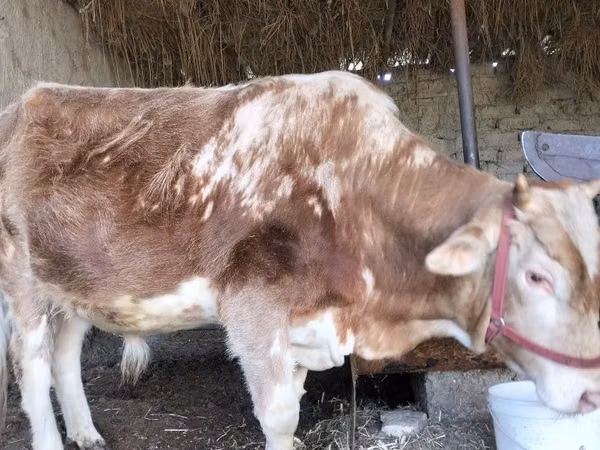 Bull, Simmental cattle — Uzbekistan