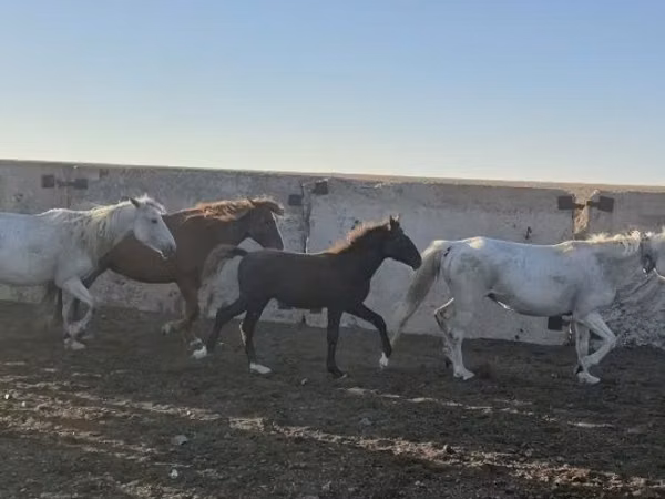 Kůň, Kazakh horse — Kazachstán