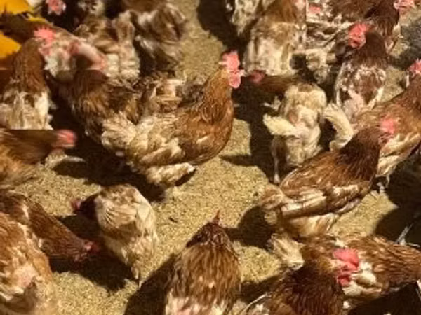 Chickens