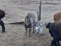 Goat, Goats — photo 4