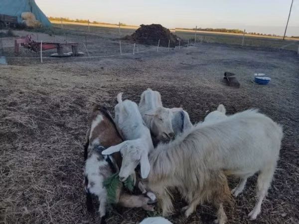 Buk, Saanen goat