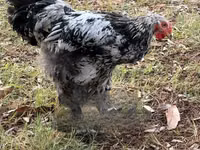 Brahma — foto 5