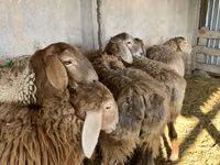 雌羊, Arashan sheep — 写真 1