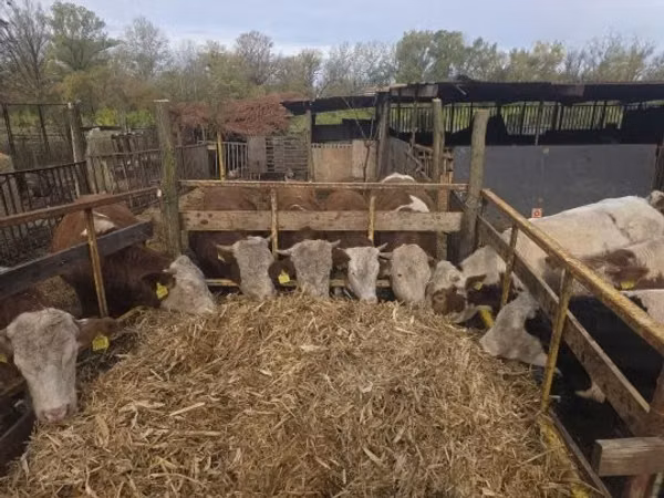گاو نر, Simmental cattle