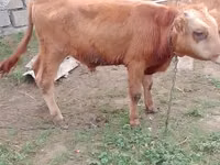 گاو نر, Simmental cattle — عکس 5
