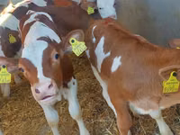 Goveda (partija, pol nije naveden), Simmental cattle — fotografija 2