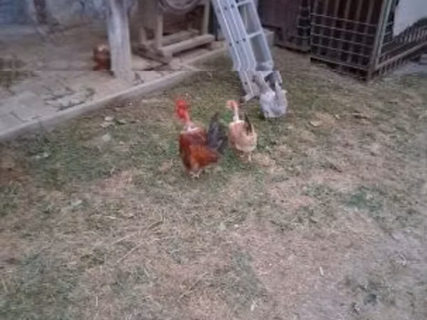 Danish hen — Hungary