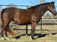 Mare, Quarter Horse — photo 1