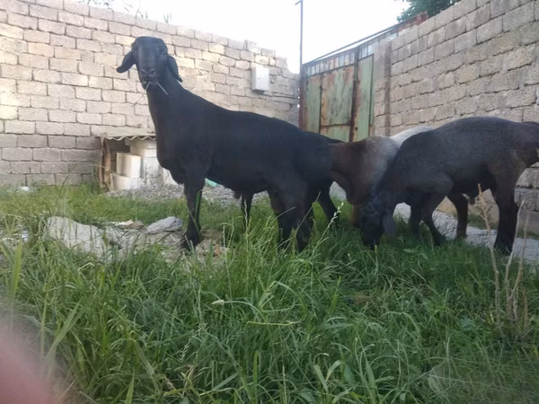 Ram, Rhon sheep